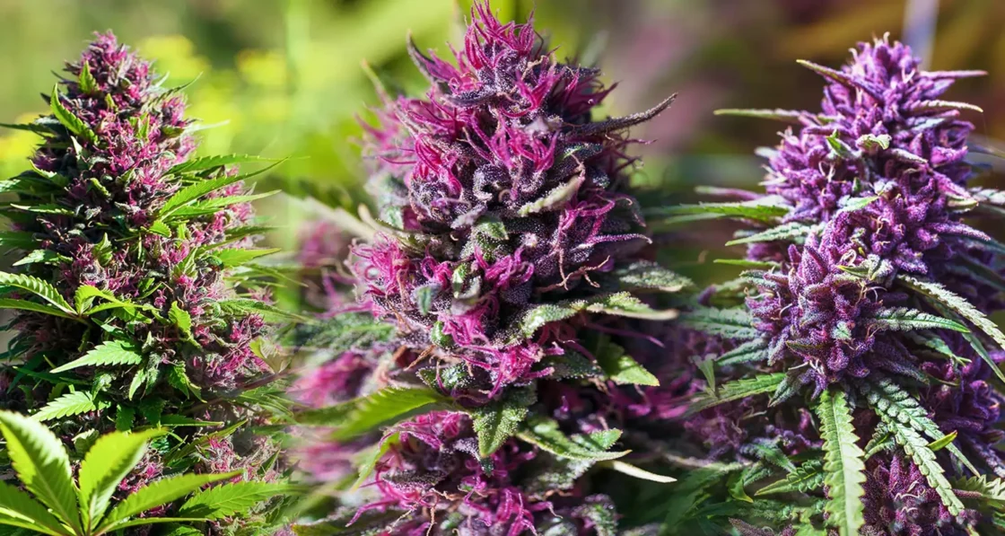 Is CBD Flower Legal in UK in 2024? Navigating the Best Haze