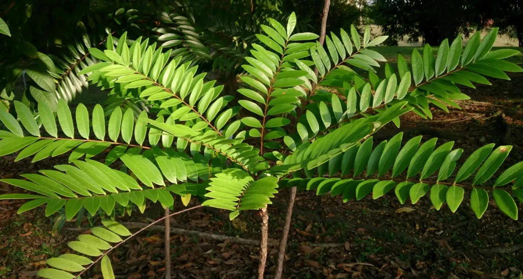 when to take tongkat ali 1