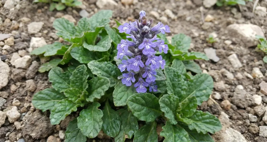 Turkesterone Side Effects Stronglife