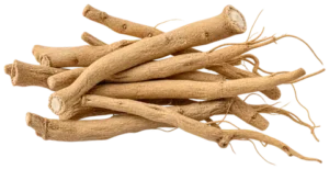 Ashwagandha root specimen