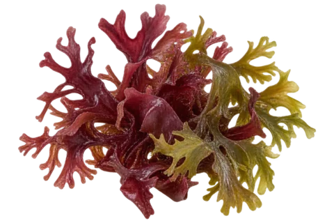 Irish sea moss specimen