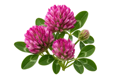 Red clover specimen