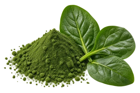 Spinach leaf specimen