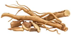 Tongkat Ali root specimen