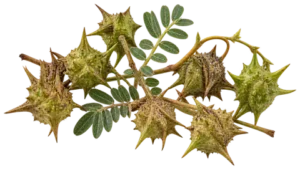 Tribulus Terrestris botanical specimen