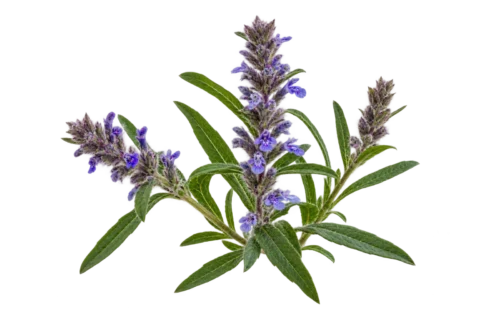 Ajuga Turkestanica botanical specimen